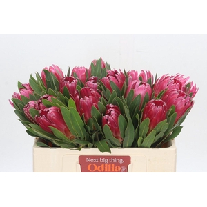 Protea Brenda