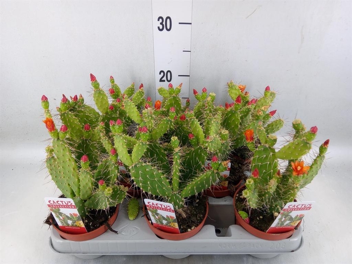 <h4>Opuntia</h4>