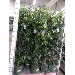 Ficus benja. 'Danielle'