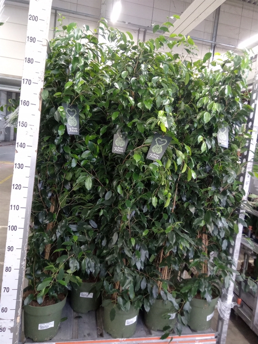 <h4>Ficus benja. 'Danielle'</h4>