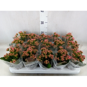 Kalanchoe  'RoseFlow Audrey'
