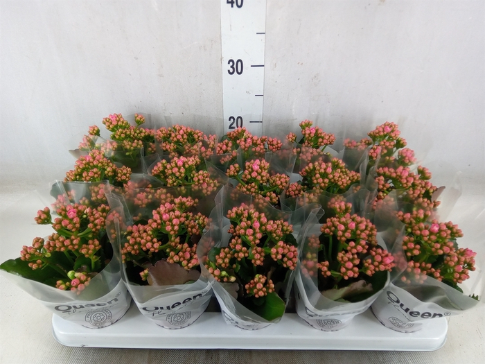 <h4>Kalanchoe  'RoseFlow Audrey'</h4>