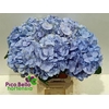 Hydrangea verena blue