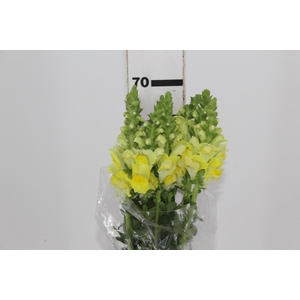 BOCA DE LEAO POTOMAC YELLOW 070 CM