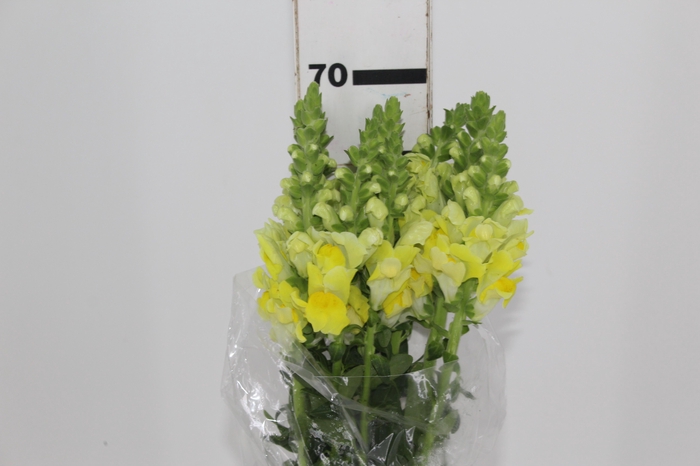 <h4>BOCA DE LEAO POTOMAC YELLOW 070 CM</h4>