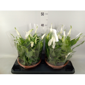 Spathiphyllum  'Bellini'