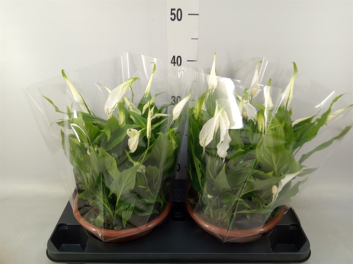 <h4>Spathiphyllum  'Bellini'</h4>