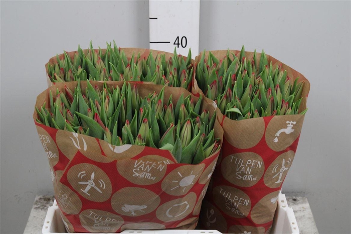 <h4>Tu En Strong Love</h4>