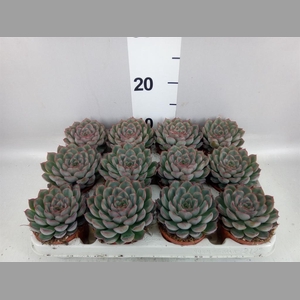 Echeveria  'Hercules'