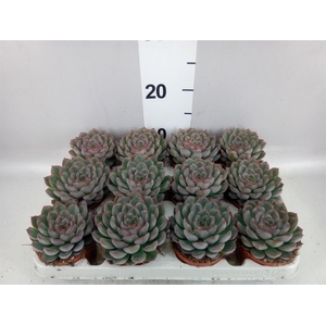 Echeveria  'Hercules'