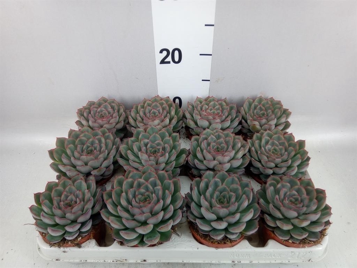 <h4>Echeveria  'Hercules'</h4>