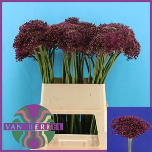 Allium Cherry