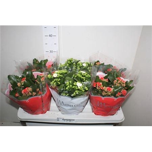 ** Kal Ge Gem 2 Kl * Autumn Promo *