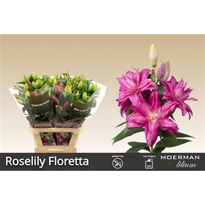 Li Or Du Roselily Floretta