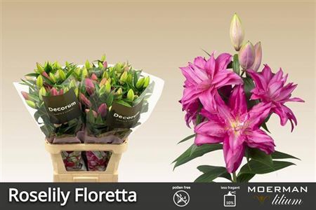 <h4>Li Or Du Roselily Floretta</h4>