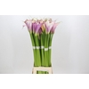 Zantedeschia Eydolls Purple White