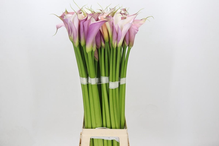 Zantedeschia Eydolls Purple White