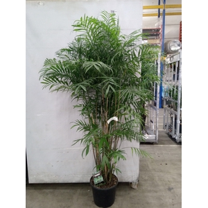 Chamaedorea seifrizii