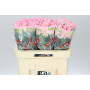 Rosa Gr Jessika