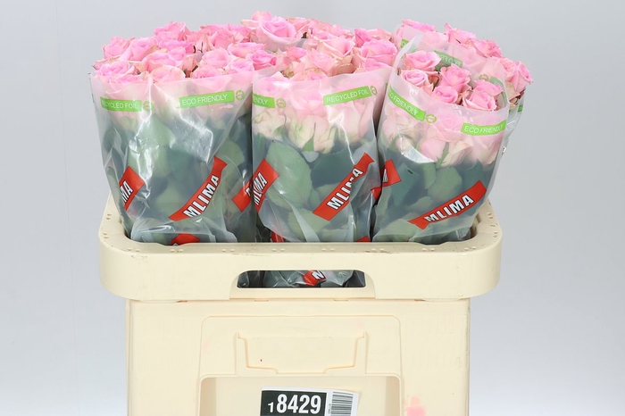 <h4>Rosa Gr Jessika</h4>