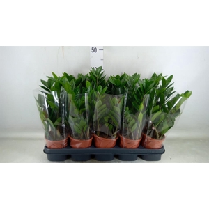 Zamioculcas zamiifolia