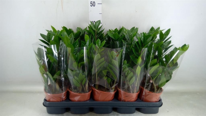 <h4>Zamioculcas zamiifolia</h4>