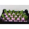 Wax Hyacinth Baby Roze
