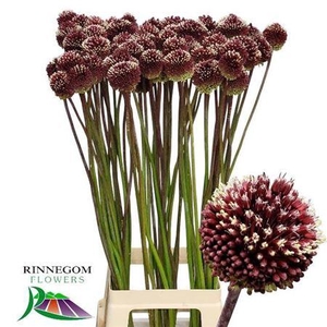 ALLIUM RED MOHICAN