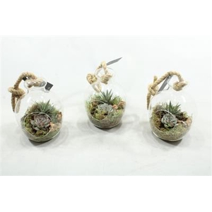 2107 HANG BUIKGLAS