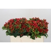 Hypericum Magical Triumph