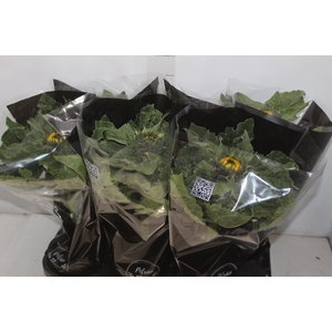 GIRASSOL MINI SUN BRIGHT P15