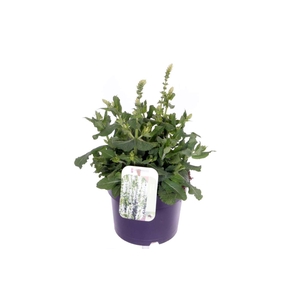 Salvia nemorosa Sensation White