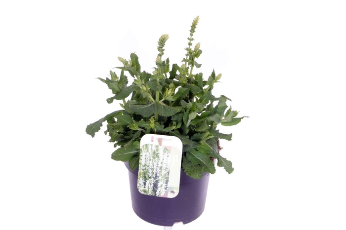 <h4>Salvia nemorosa Sensation White</h4>
