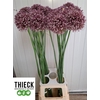Allium Purpl Mystery