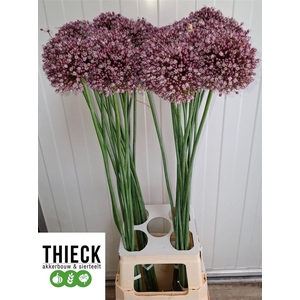 Allium Am Purple Mystery