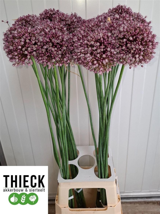 <h4>Allium Am Purple Mystery</h4>