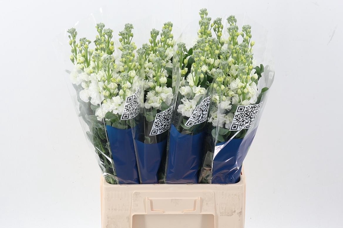 <h4>Matth Iron White</h4>