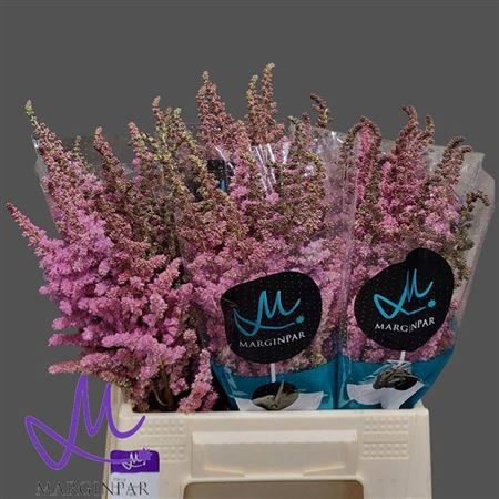 <h4>Astilbe C Vision Pink</h4>