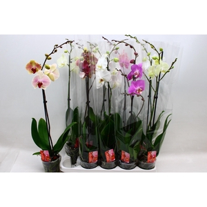 PHAL GEM