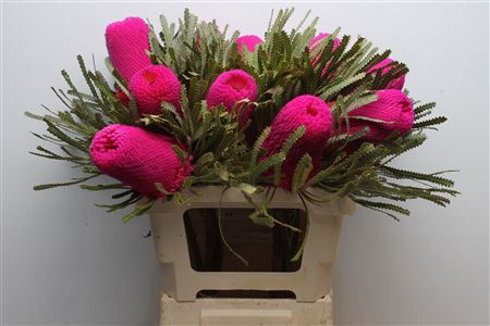 <h4>Banksia Hookeriana Cerise</h4>