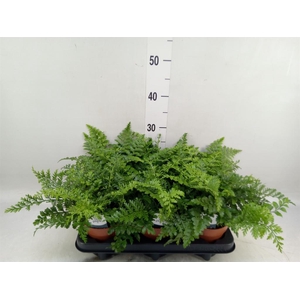 Asplenium  'Parvati'