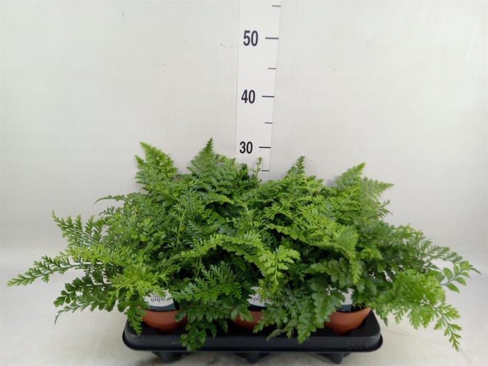 <h4>Asplenium  'Parvati'</h4>