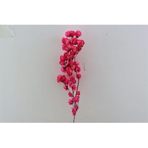 Dried Bougainvillea X5 55cm Cerise Bunch