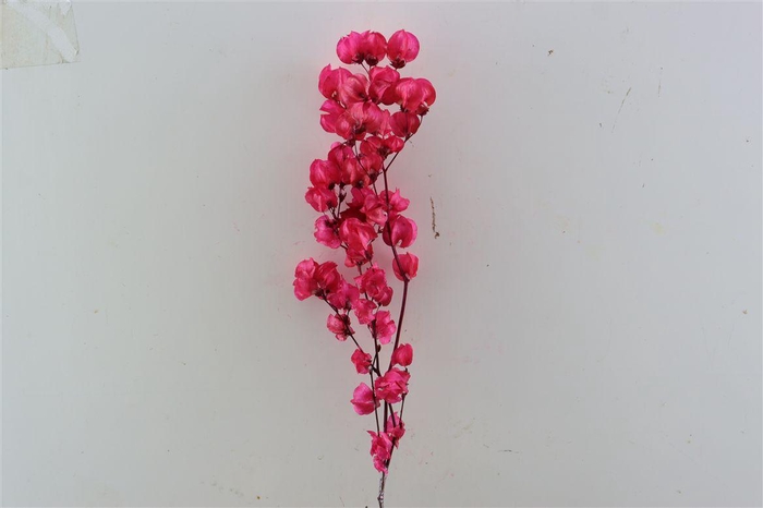 <h4>Dried Bougainvillea X5 55cm Cerise Bunch</h4>