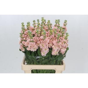 Matthiola Iron Apricot