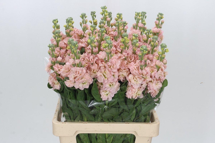 <h4>Matthiola Iron Apricot</h4>