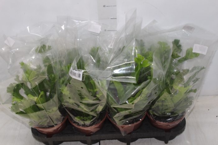 <h4>ASPLENIUM LESLIE P15</h4>