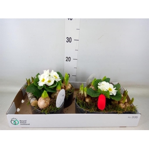 Arr.   Bol/Knolgewas L%