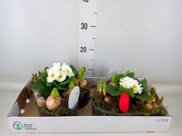 <h4>Arr.   Bol/Knolgewas L%</h4>