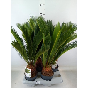 Cycas revoluta